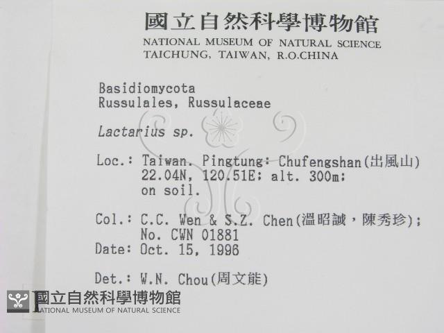 乳菇屬藏品圖，第2張