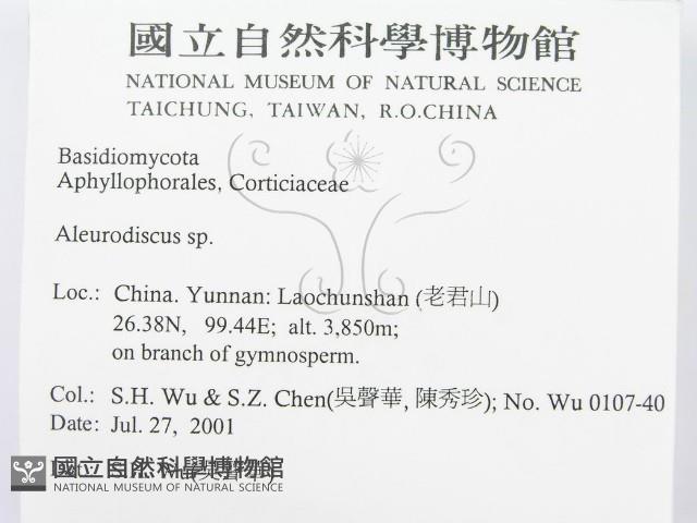 盤革菌屬藏品圖，第2張