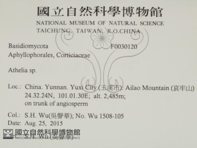 阿太菌屬藏品圖，第2張