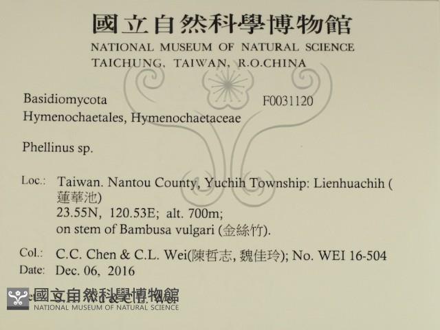 木層孔菌屬藏品圖，第2張