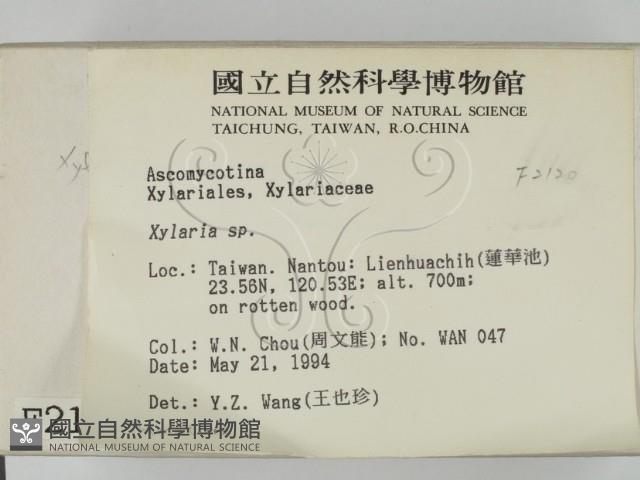 炭角菌屬藏品圖，第2張