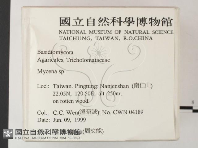 小菇屬藏品圖，第2張