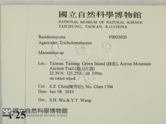 小皮傘屬藏品圖，第2張