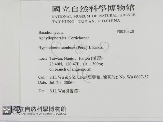 冇骨消絲齒菌藏品圖，第2張