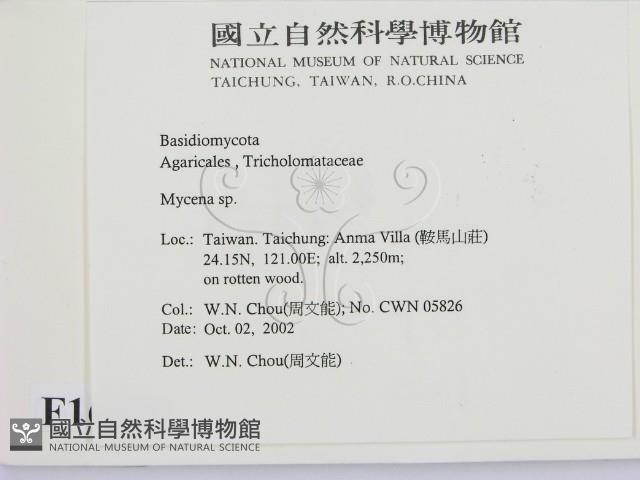 小菇屬藏品圖，第2張