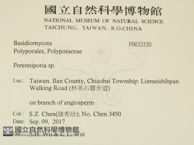 多年臥孔菌屬藏品圖，第2張