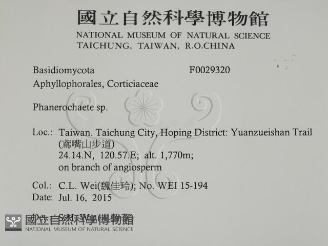 顯絲菌屬藏品圖，第2張