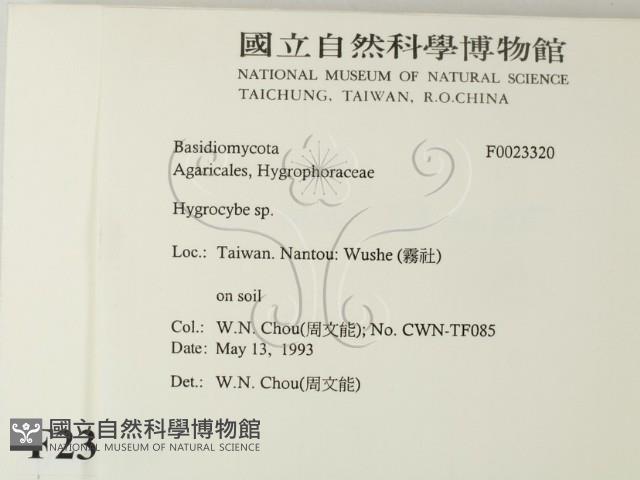 濕傘屬藏品圖，第2張