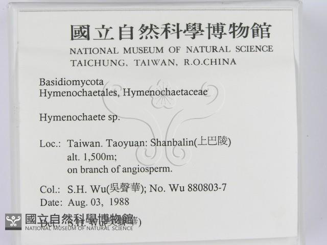 刺革菌屬藏品圖，第2張