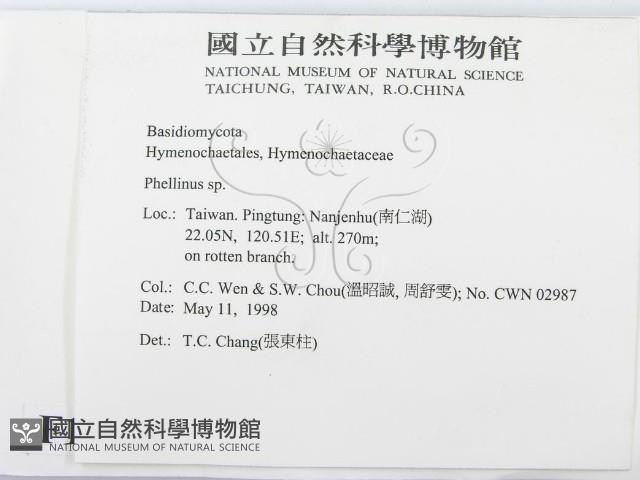 木層孔菌屬藏品圖，第2張