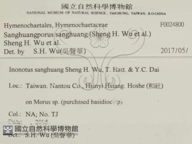 桑黃藏品圖，第2張