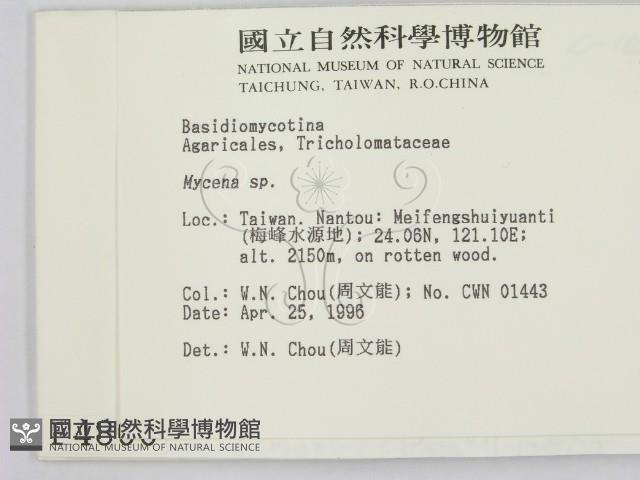 小菇屬藏品圖，第2張