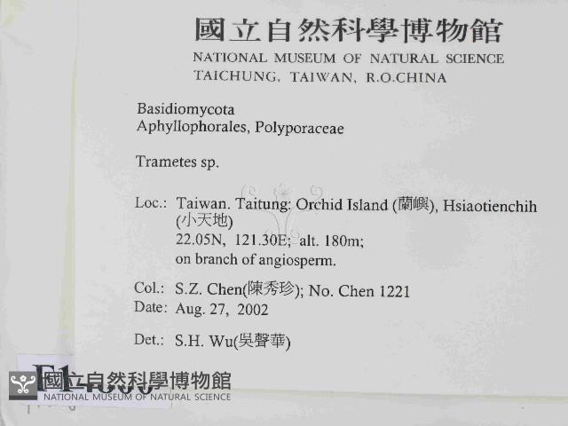 栓菌屬藏品圖，第2張