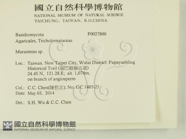 小皮傘屬藏品圖，第2張