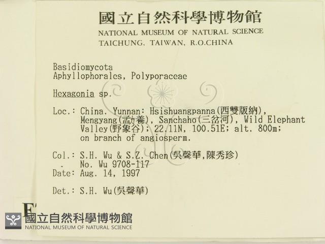 蜂窩菌屬藏品圖，第2張