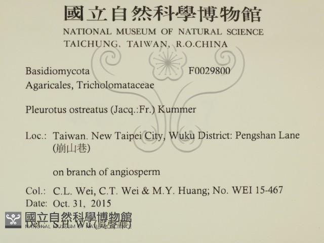 糙皮側耳藏品圖，第2張