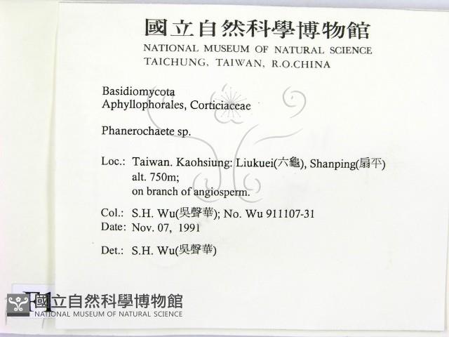 顯絲菌屬藏品圖，第2張