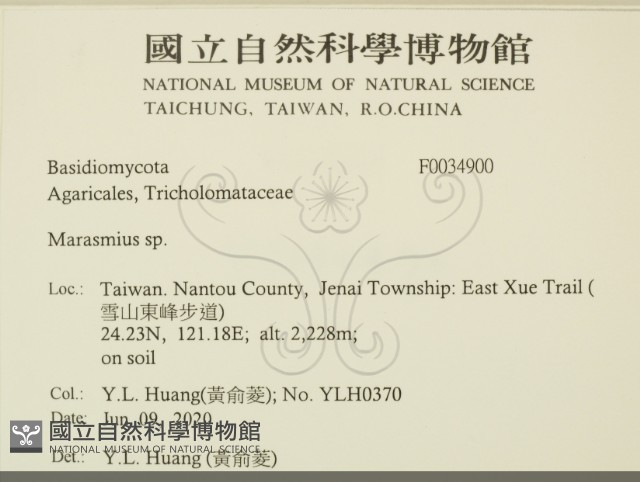 小皮傘屬藏品圖，第2張