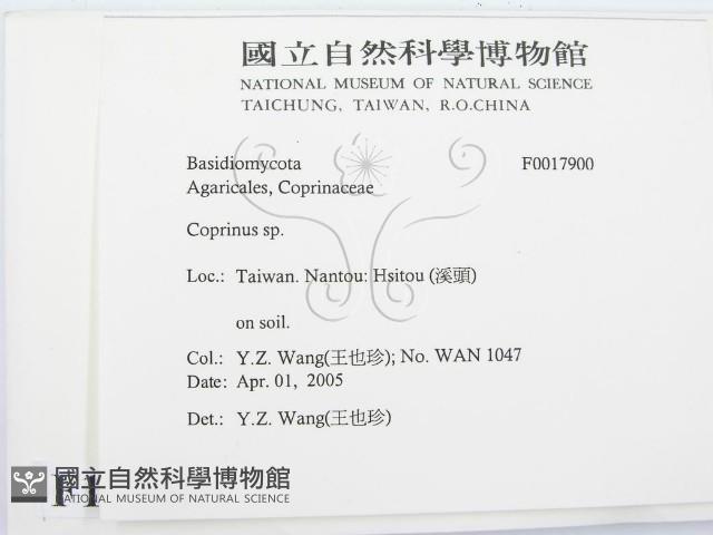 鬼傘屬藏品圖，第2張
