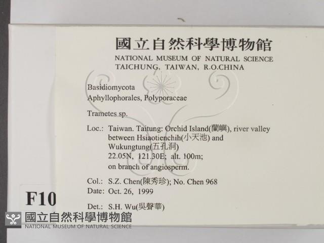 栓菌屬藏品圖，第2張