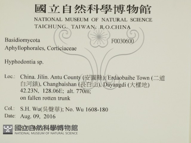 絲齒菌屬藏品圖，第2張