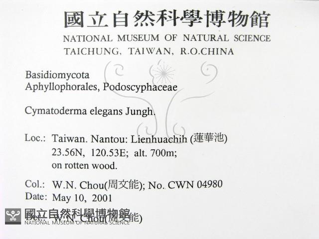 優雅波邊革菌藏品圖，第2張