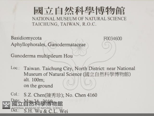 重傘靈芝藏品圖，第2張