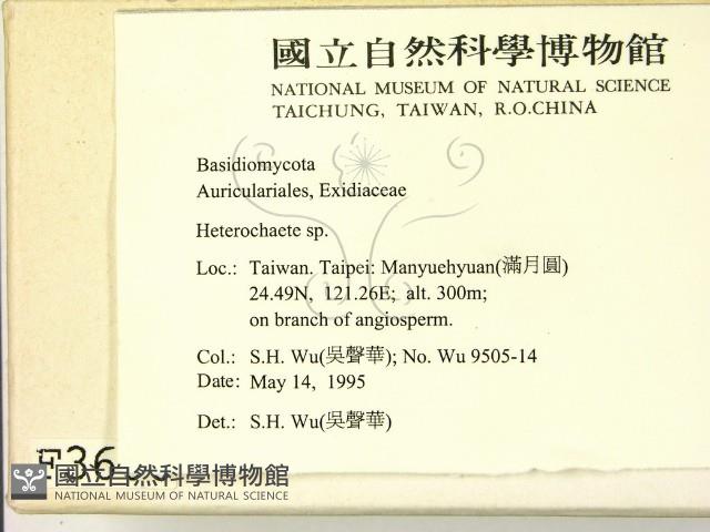 刺皮菌屬藏品圖，第2張