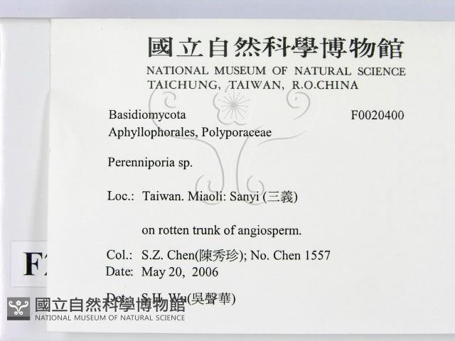 多年臥孔菌屬藏品圖，第2張