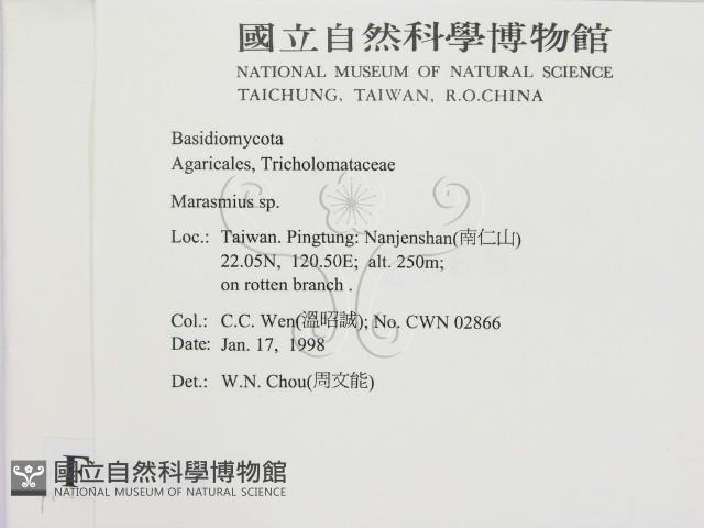 小皮傘屬藏品圖，第2張