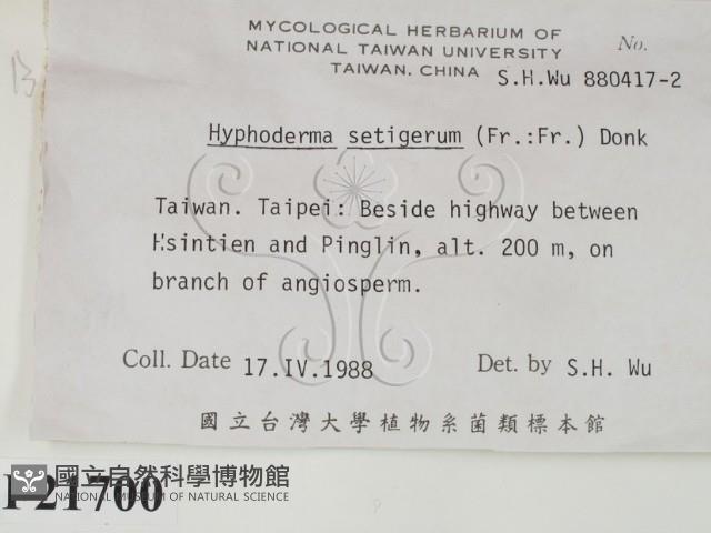 剛毛絲皮菌藏品圖，第2張