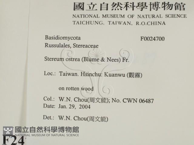 蠔韌革菌藏品圖，第2張