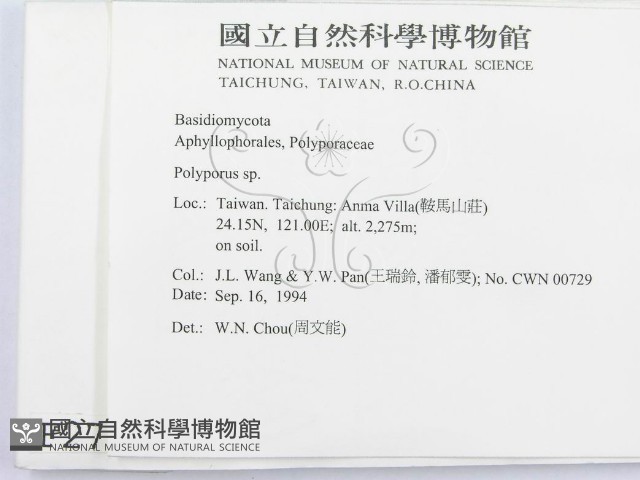 多孔菌屬藏品圖，第2張