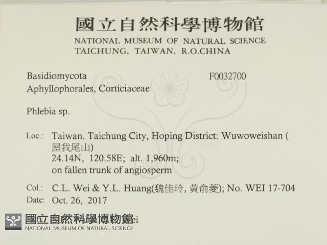 射脈菌屬藏品圖，第2張