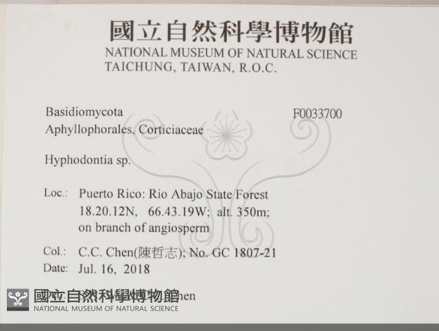 絲齒菌屬藏品圖，第2張