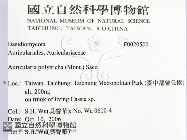 毛木耳藏品圖，第2張