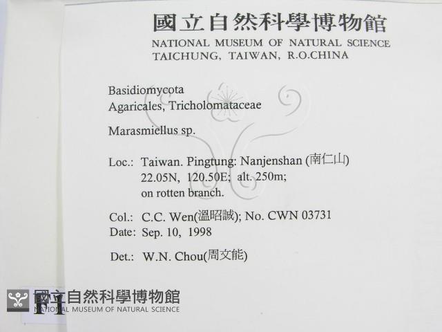 微皮傘屬藏品圖，第2張