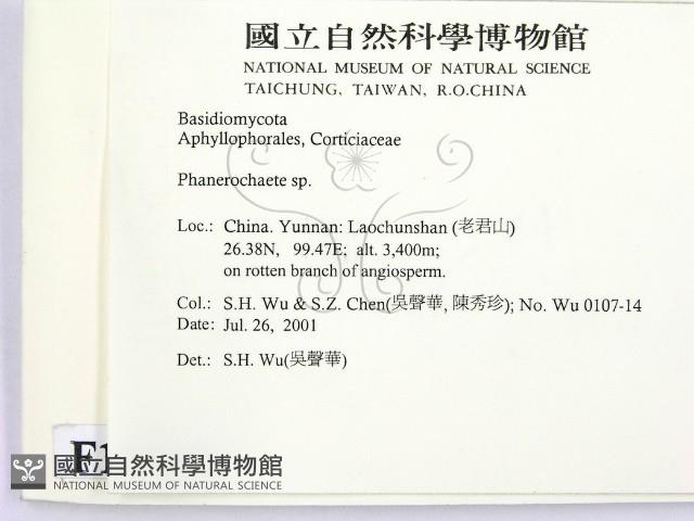 顯絲菌屬藏品圖，第2張