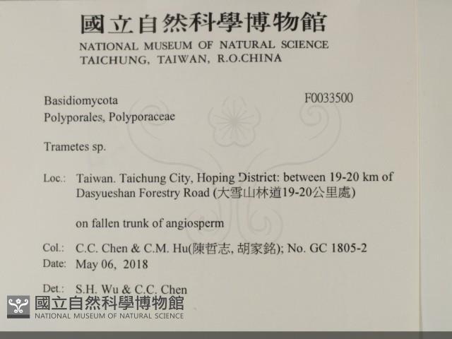 栓菌屬藏品圖，第2張