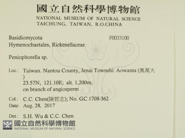 擬筍殼菌屬藏品圖，第2張