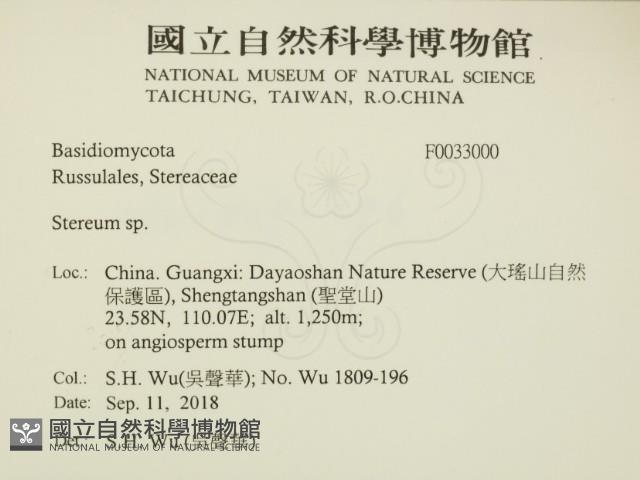 韌革菌屬藏品圖，第2張