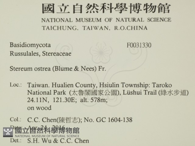 毛木耳藏品圖，第2張
