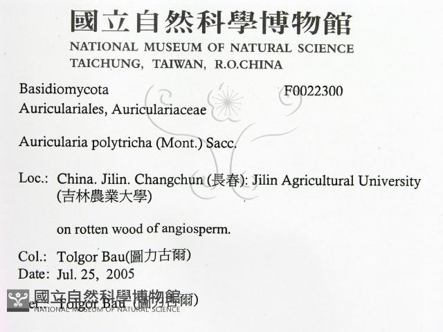 毛木耳藏品圖，第2張