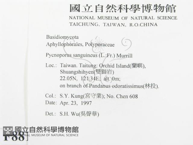 血紅密孔菌藏品圖，第2張