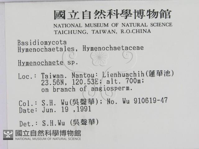 刺革菌屬藏品圖，第2張