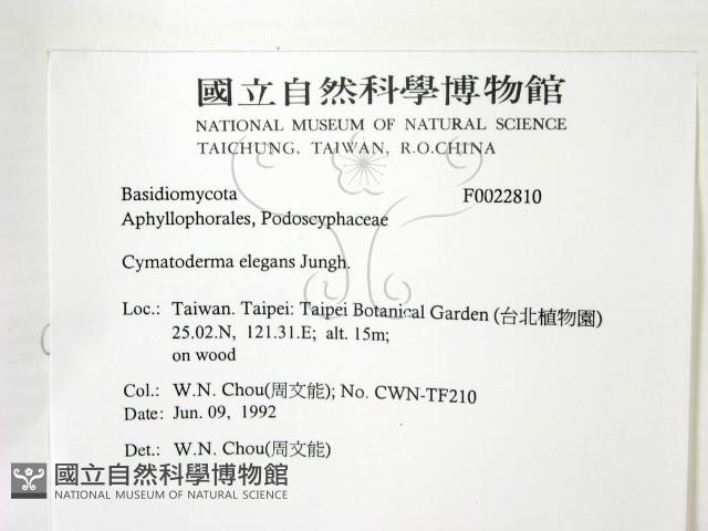 優雅波邊革菌藏品圖，第2張