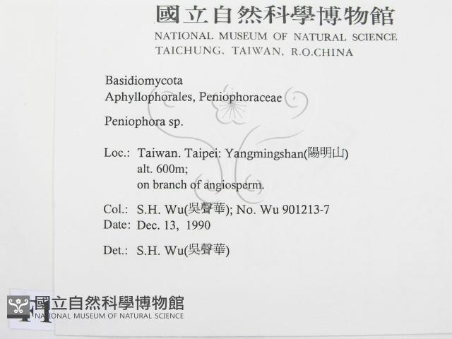 筍殼菌屬藏品圖，第2張