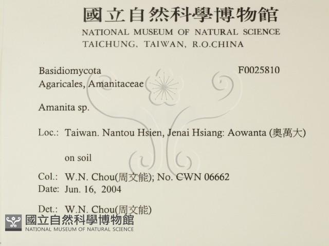 鵝膏屬藏品圖，第2張