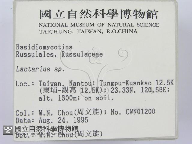 乳菇屬藏品圖，第2張