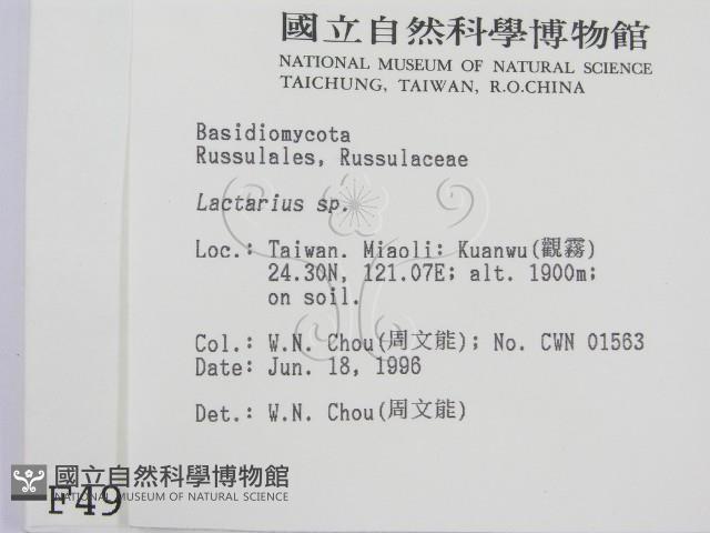 乳菇屬藏品圖，第2張